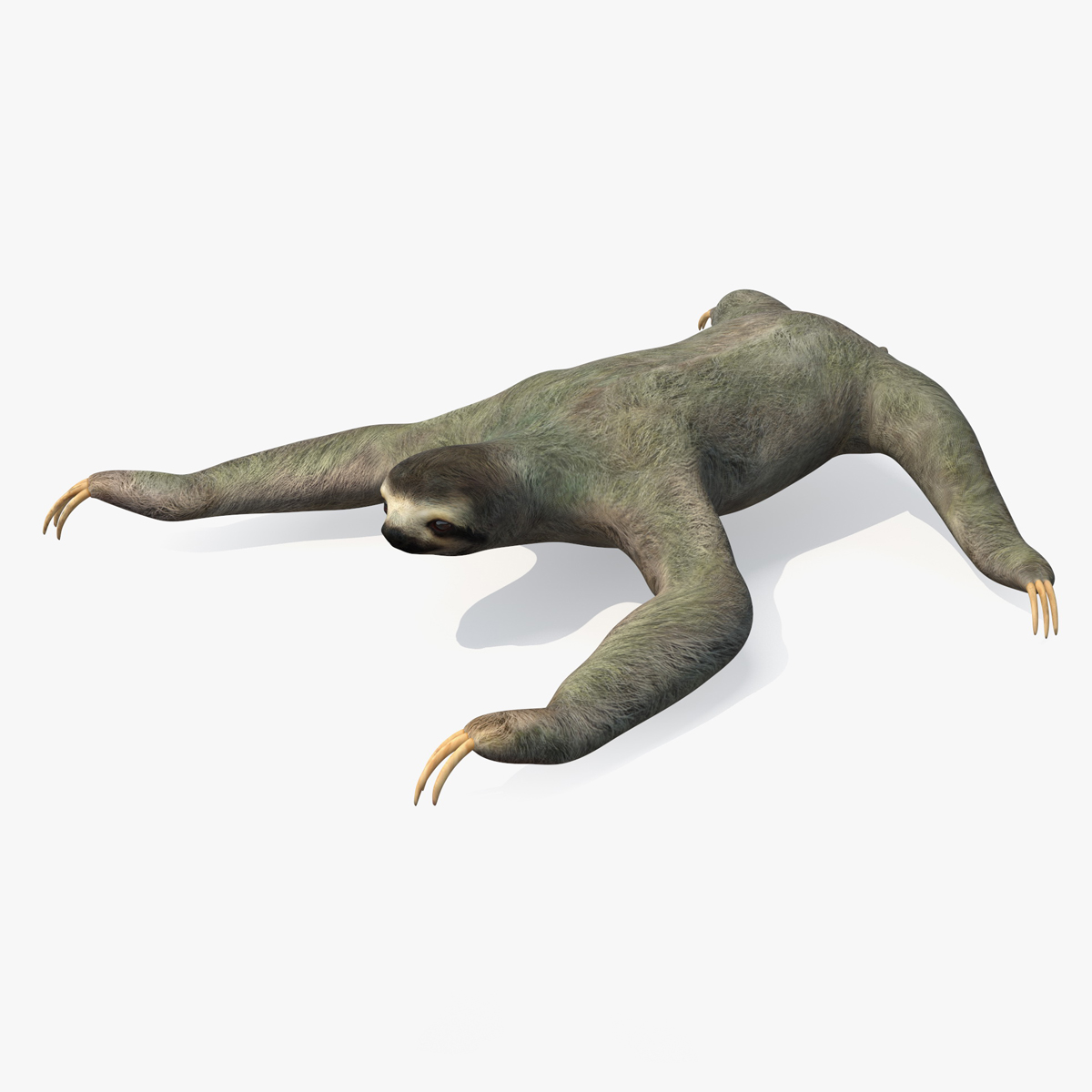 3D Sloth Rigged for Maya