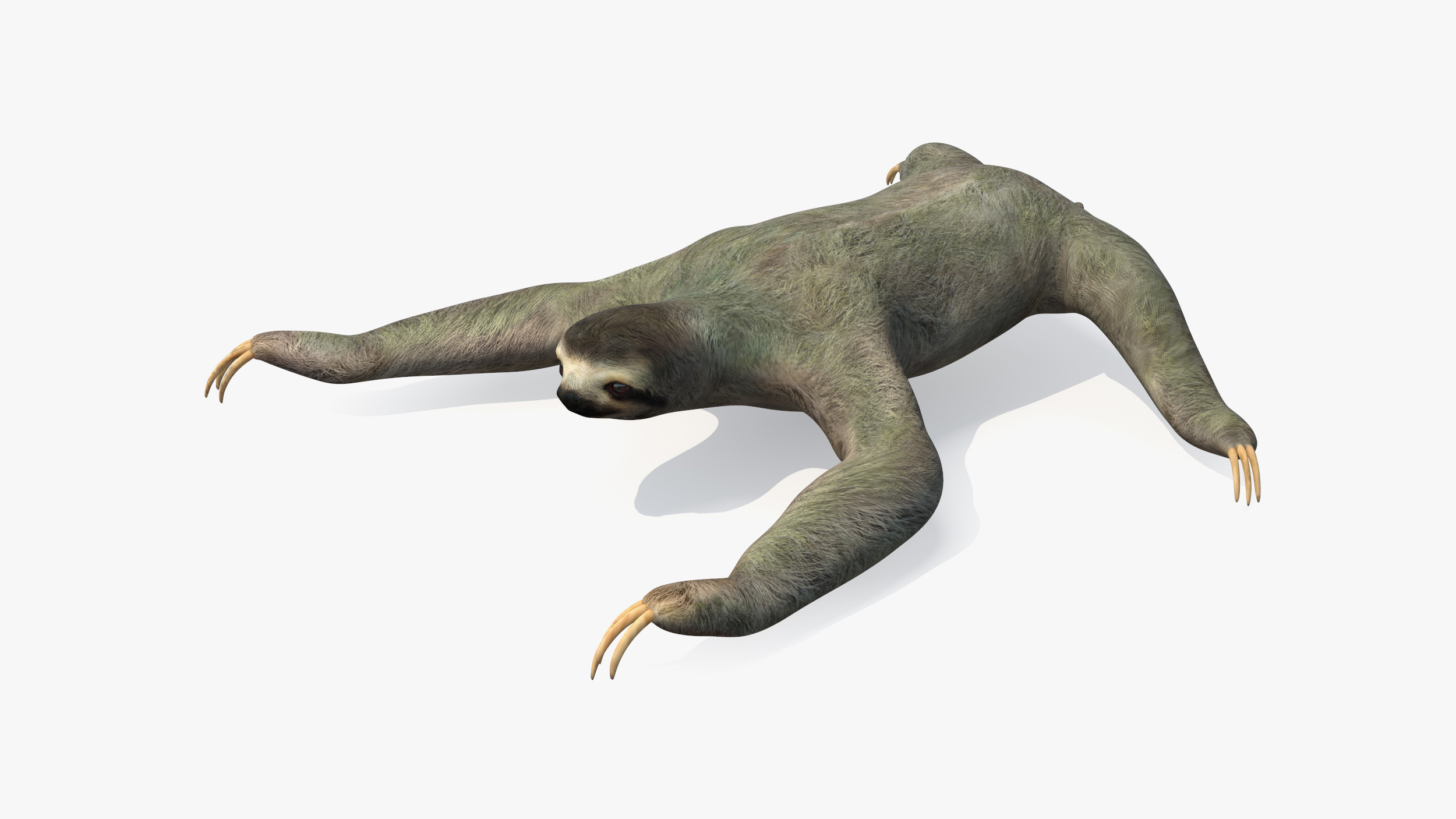 3D Sloth Rigged for Maya