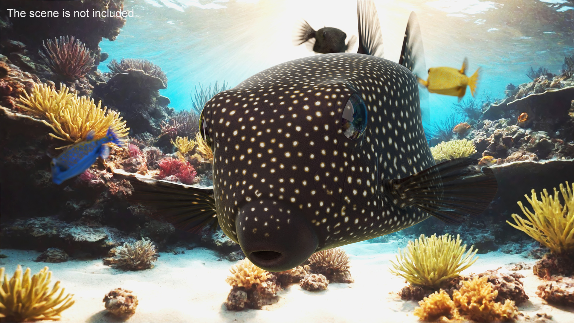 3D model Ostracion Meleagris Fish Brown