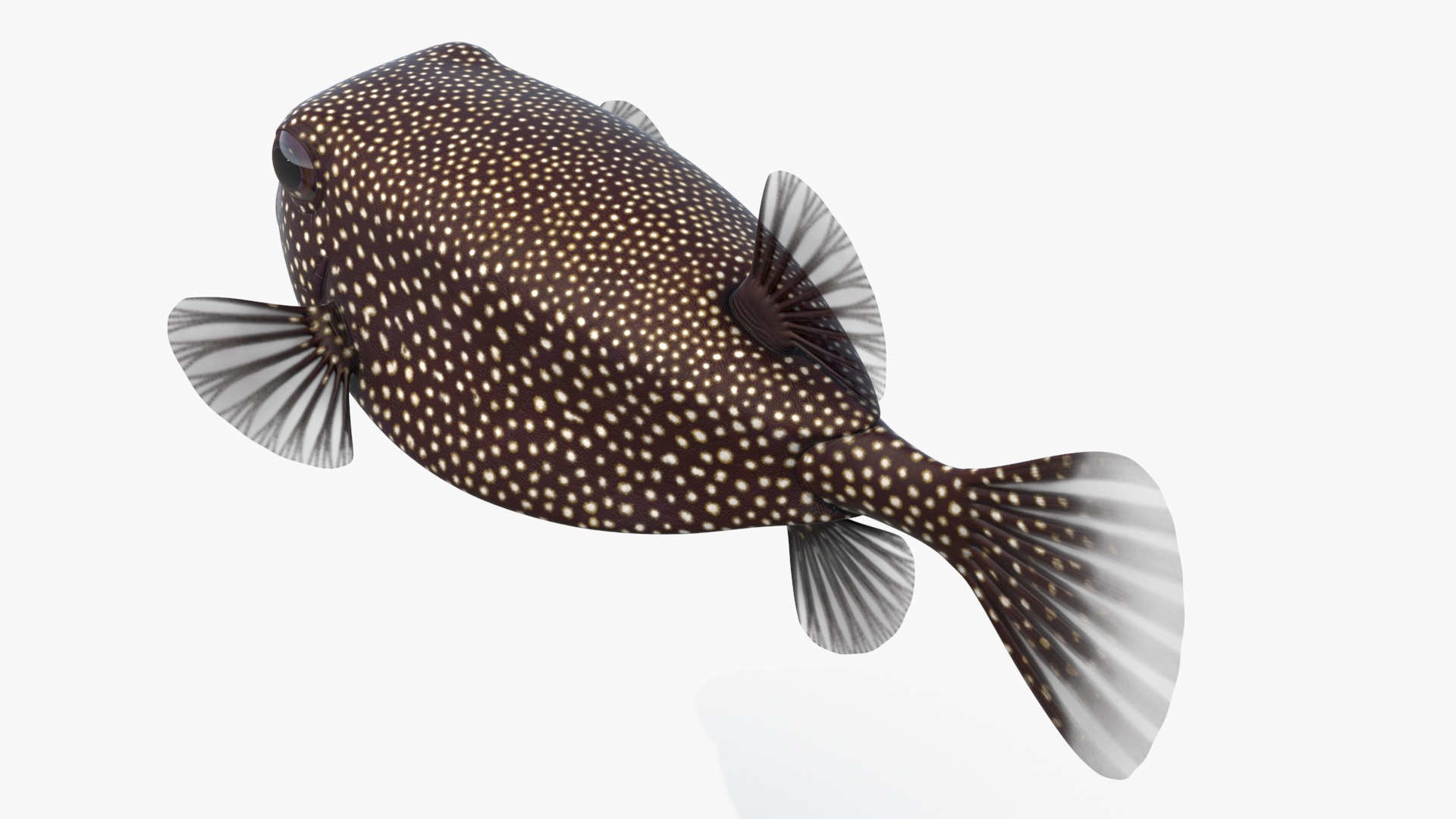 3D model Ostracion Meleagris Fish Brown