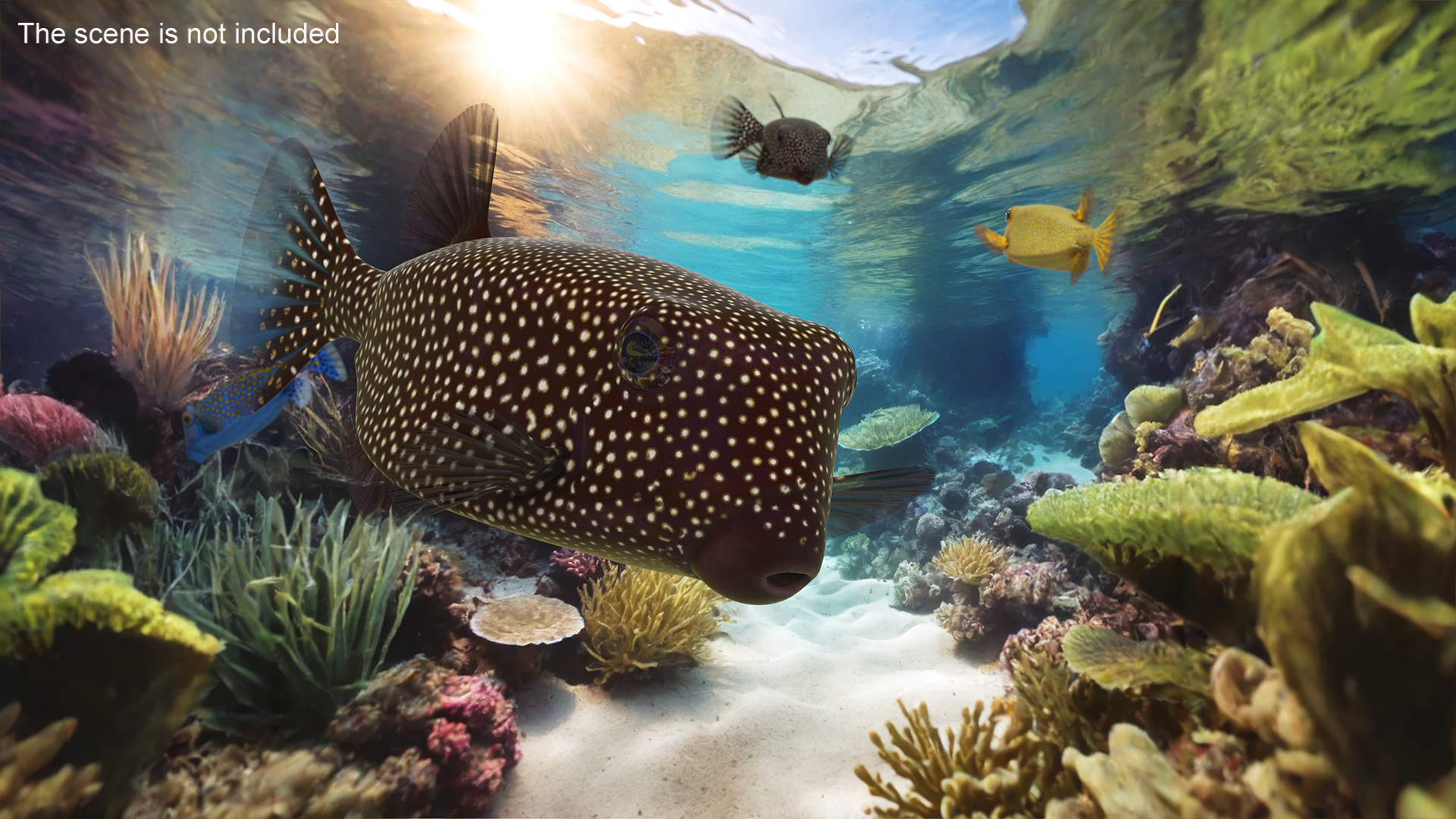 3D model Ostracion Meleagris Fish Brown