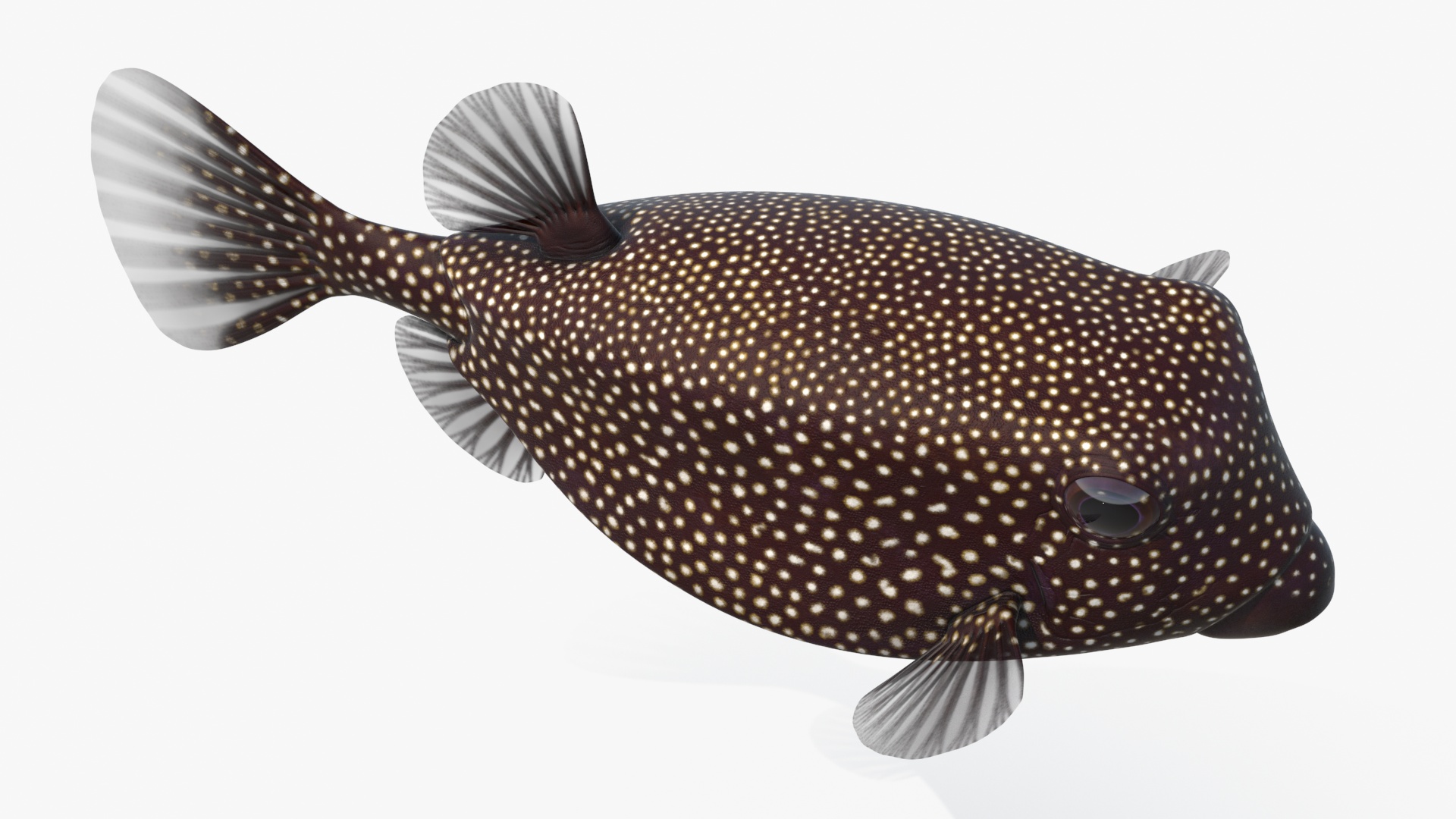 3D model Ostracion Meleagris Fish Brown