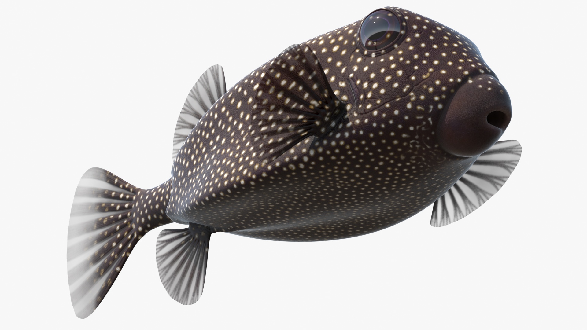 3D model Ostracion Meleagris Fish Brown