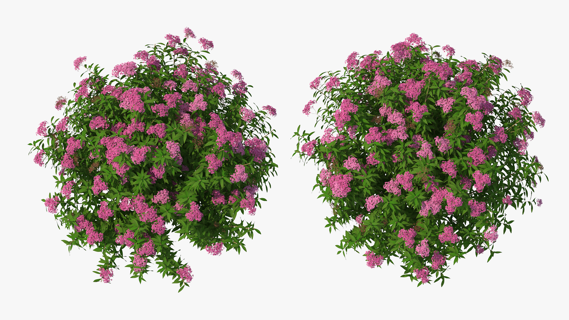 3D Blooming Spiraea Japonica Anthony Waterer Bush