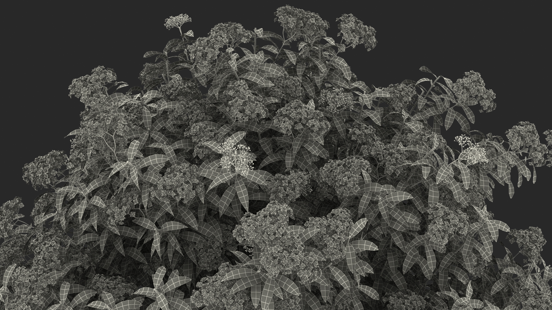 3D Blooming Spiraea Japonica Anthony Waterer Bush