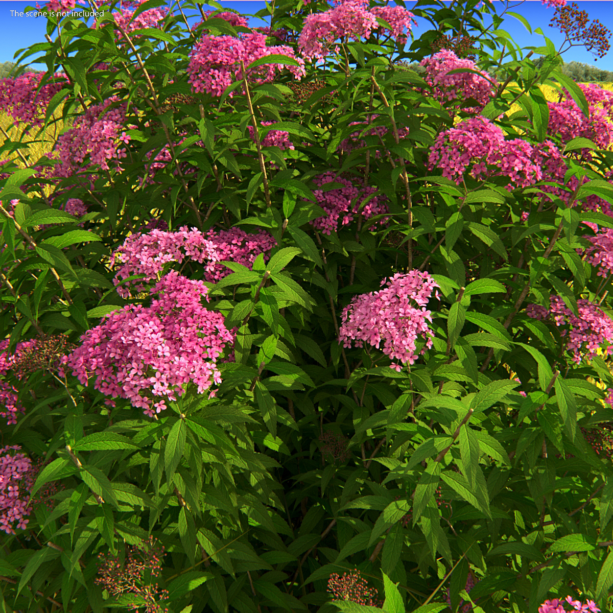 3D Blooming Spiraea Japonica Anthony Waterer Bush