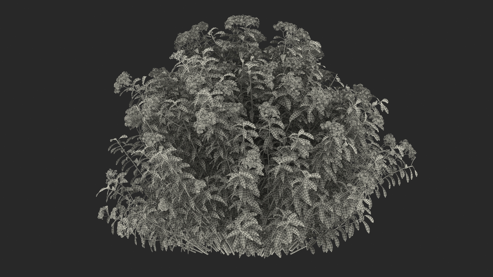 3D Blooming Spiraea Japonica Anthony Waterer Bush