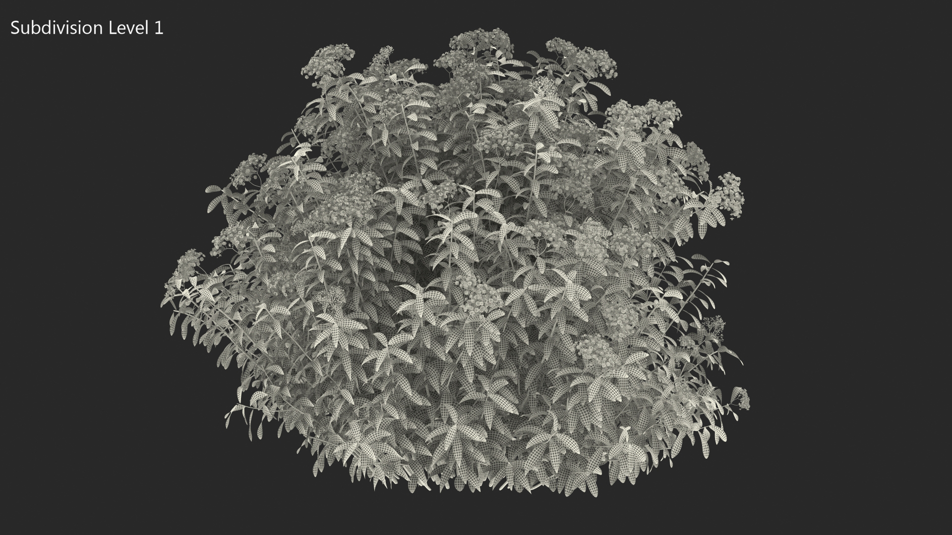 3D Blooming Spiraea Japonica Anthony Waterer Bush