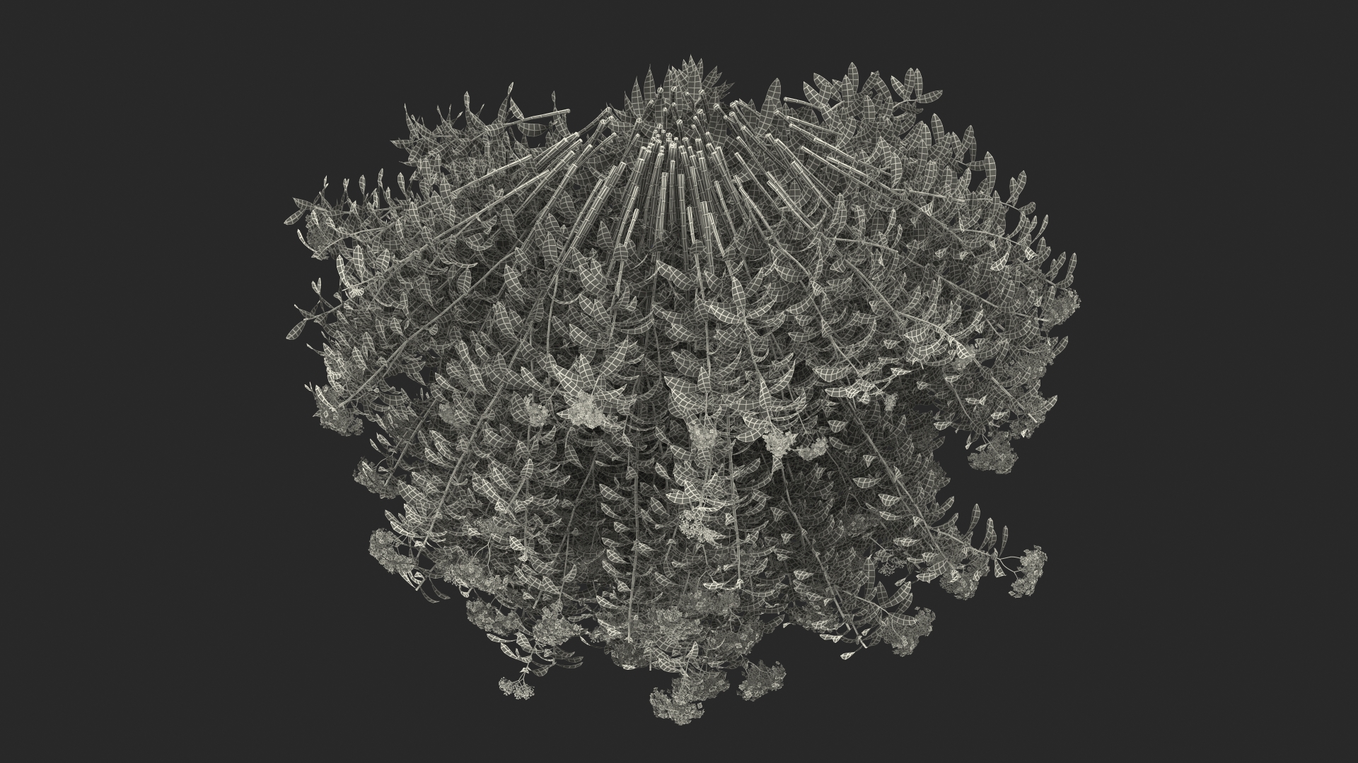 3D Blooming Spiraea Japonica Anthony Waterer Bush