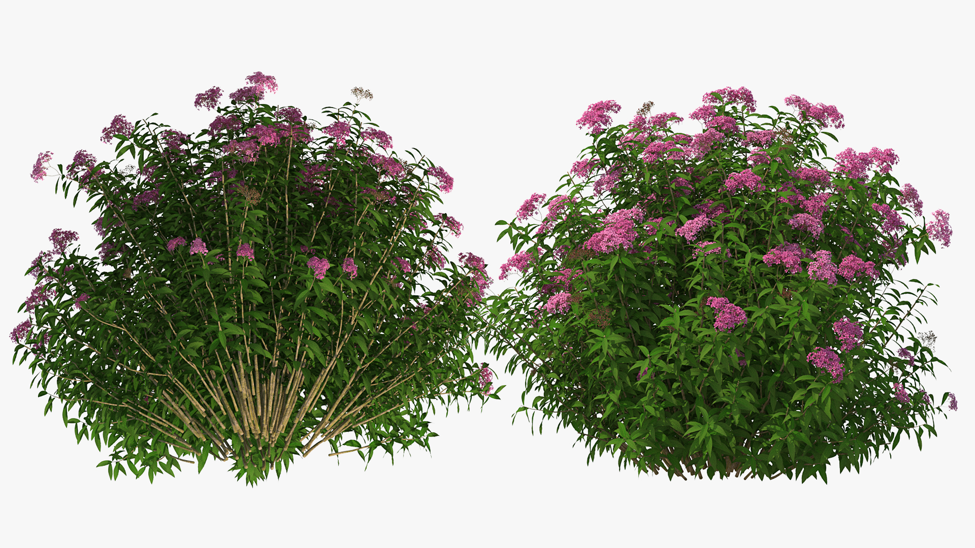 3D Blooming Spiraea Japonica Anthony Waterer Bush