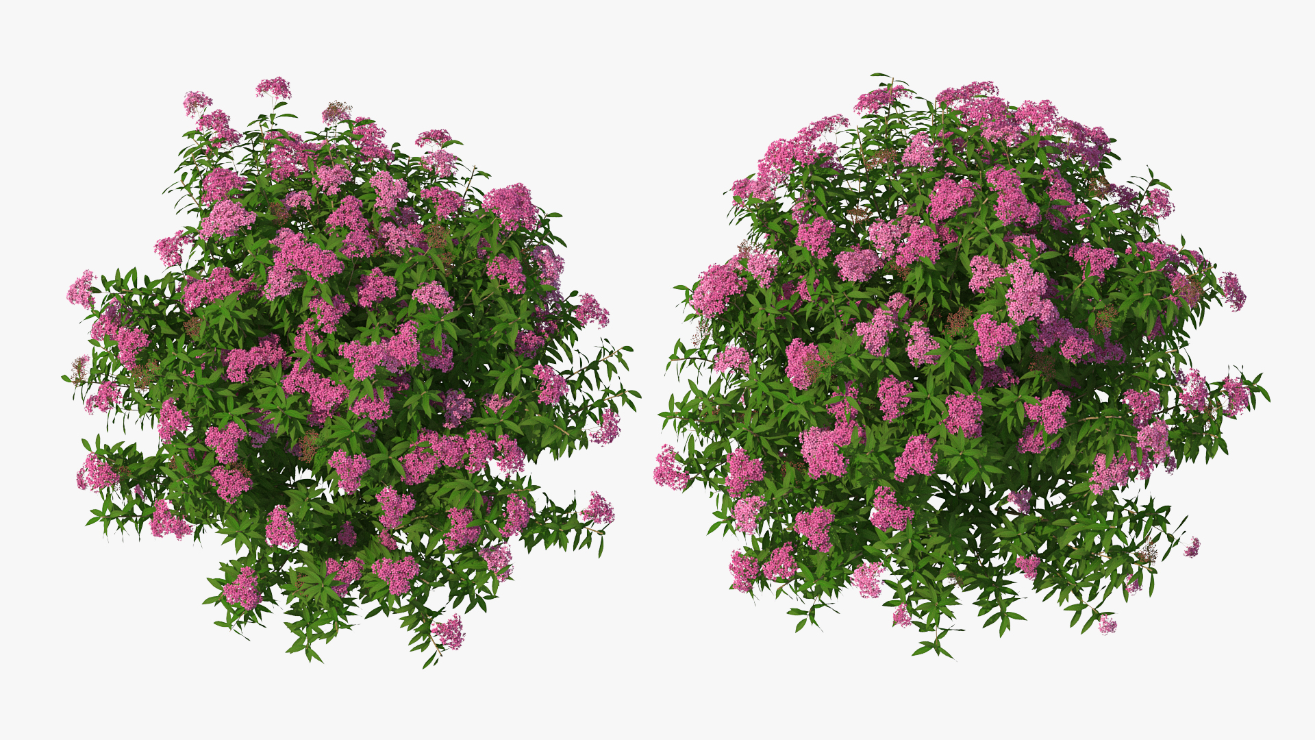 3D Blooming Spiraea Japonica Anthony Waterer Bush