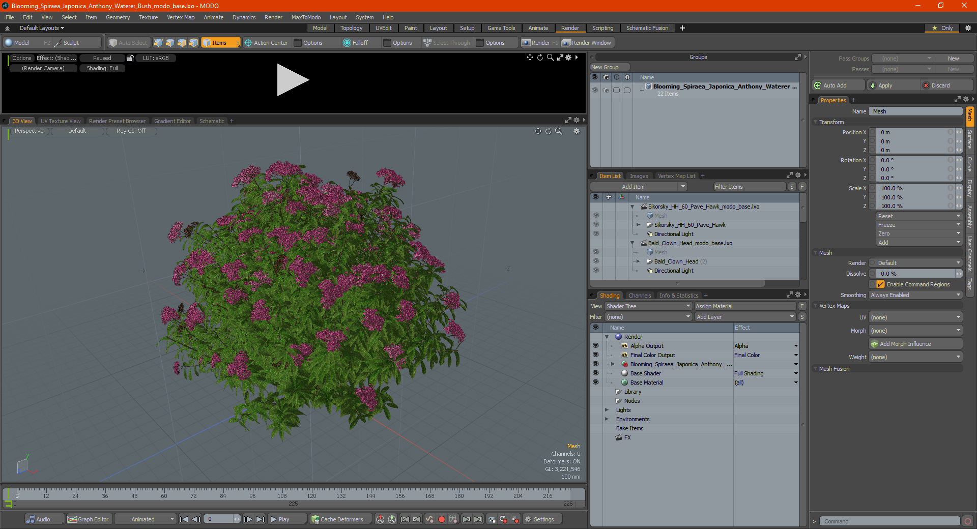 3D Blooming Spiraea Japonica Anthony Waterer Bush