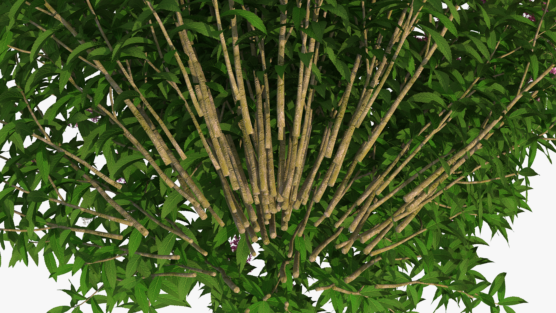 3D Blooming Spiraea Japonica Anthony Waterer Bush