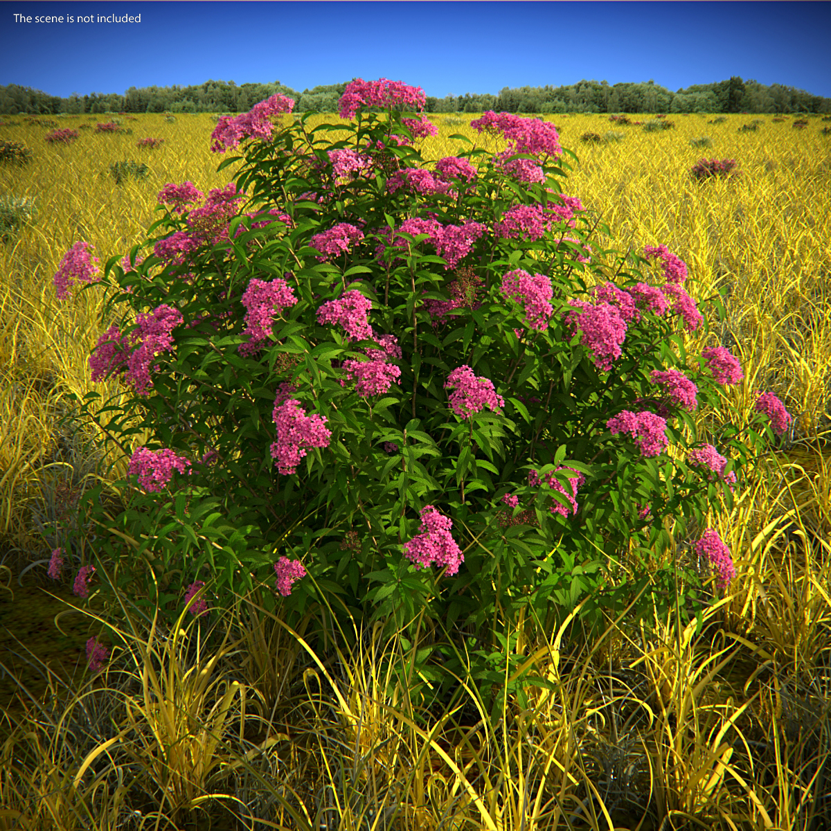 3D Blooming Spiraea Japonica Anthony Waterer Bush