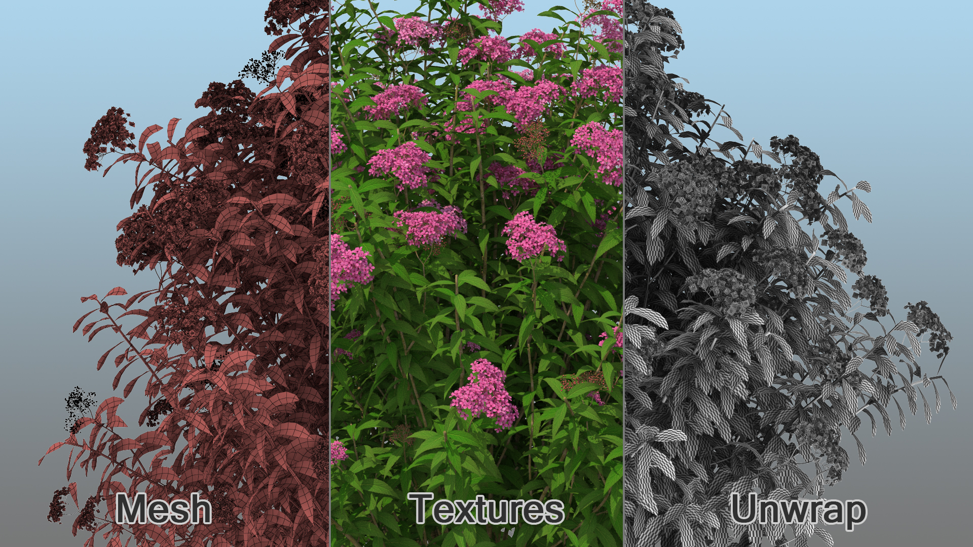 3D Blooming Spiraea Japonica Anthony Waterer Bush