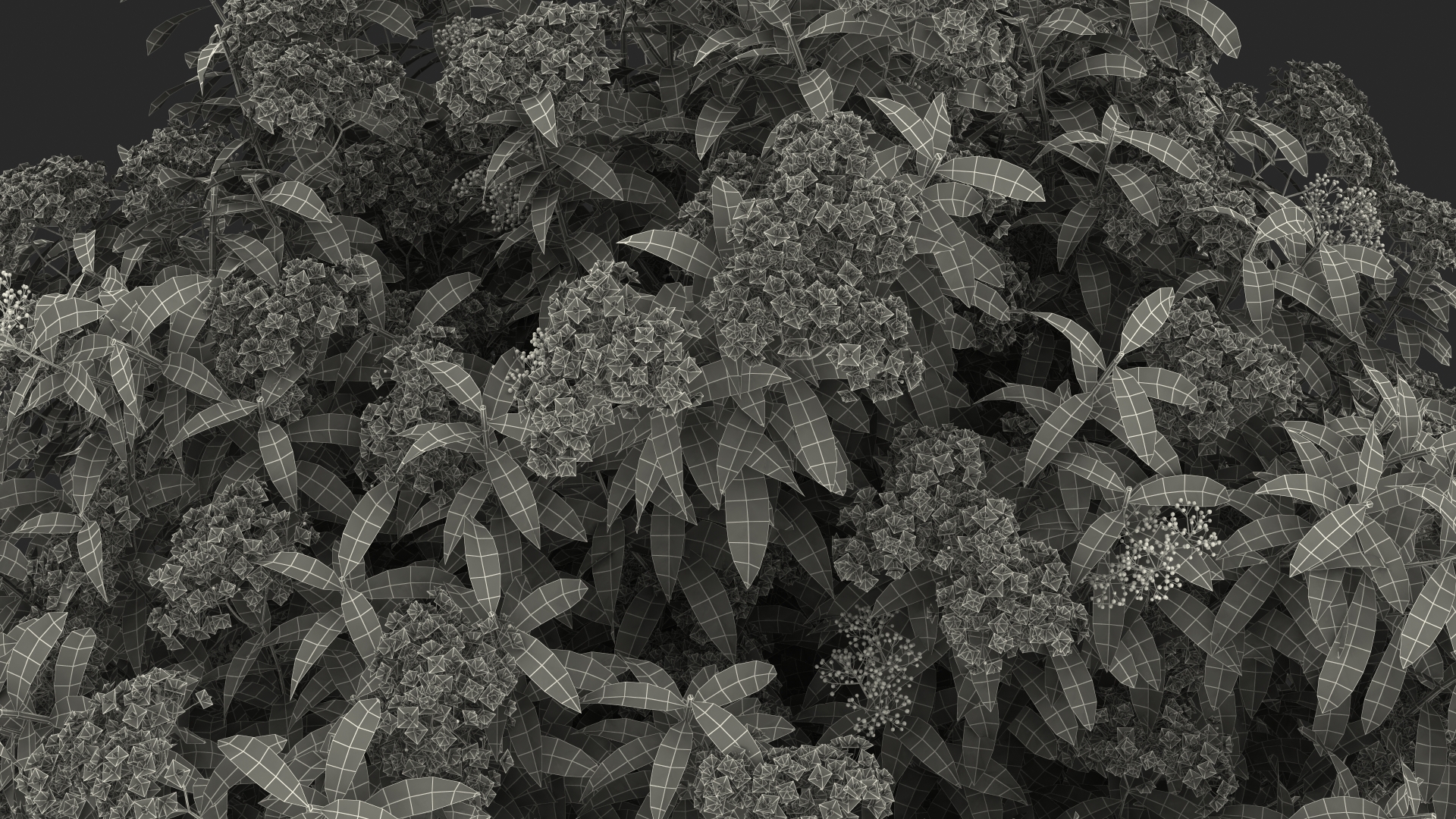 3D Blooming Spiraea Japonica Anthony Waterer Bush