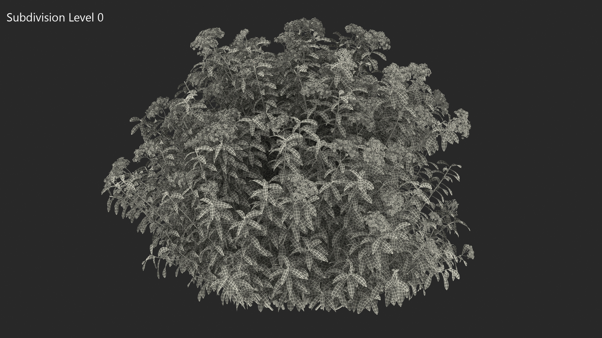 3D Blooming Spiraea Japonica Anthony Waterer Bush