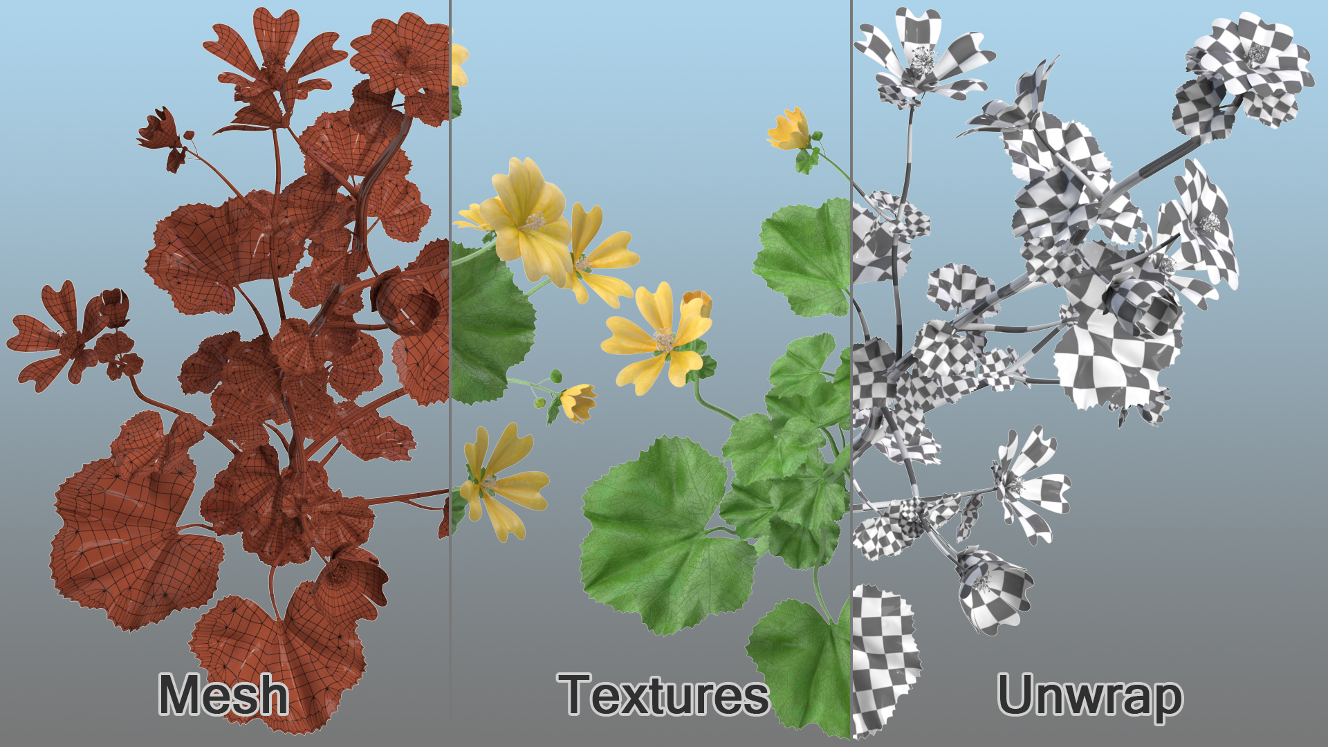 3D Country Mallow Flower