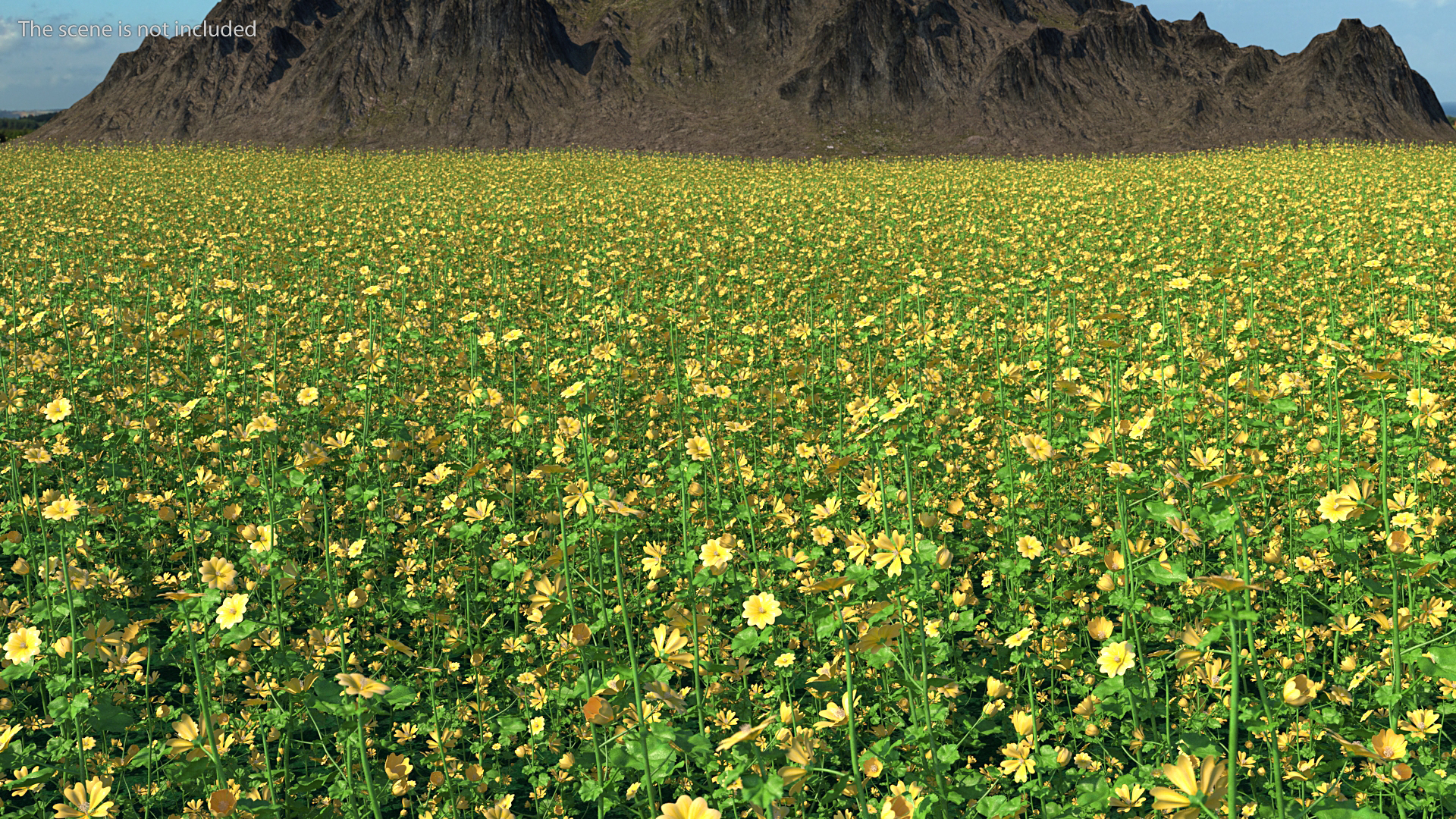 3D Country Mallow Flower