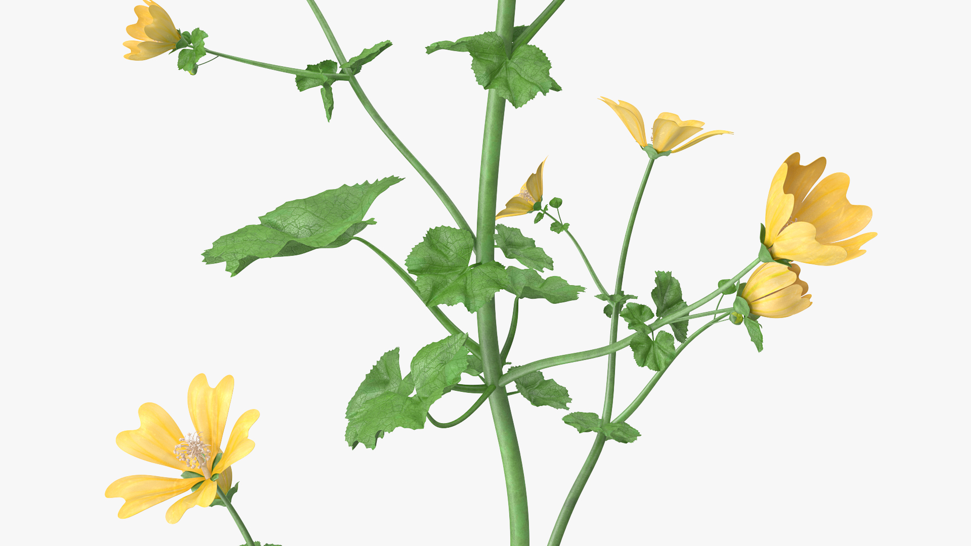 3D Country Mallow Flower