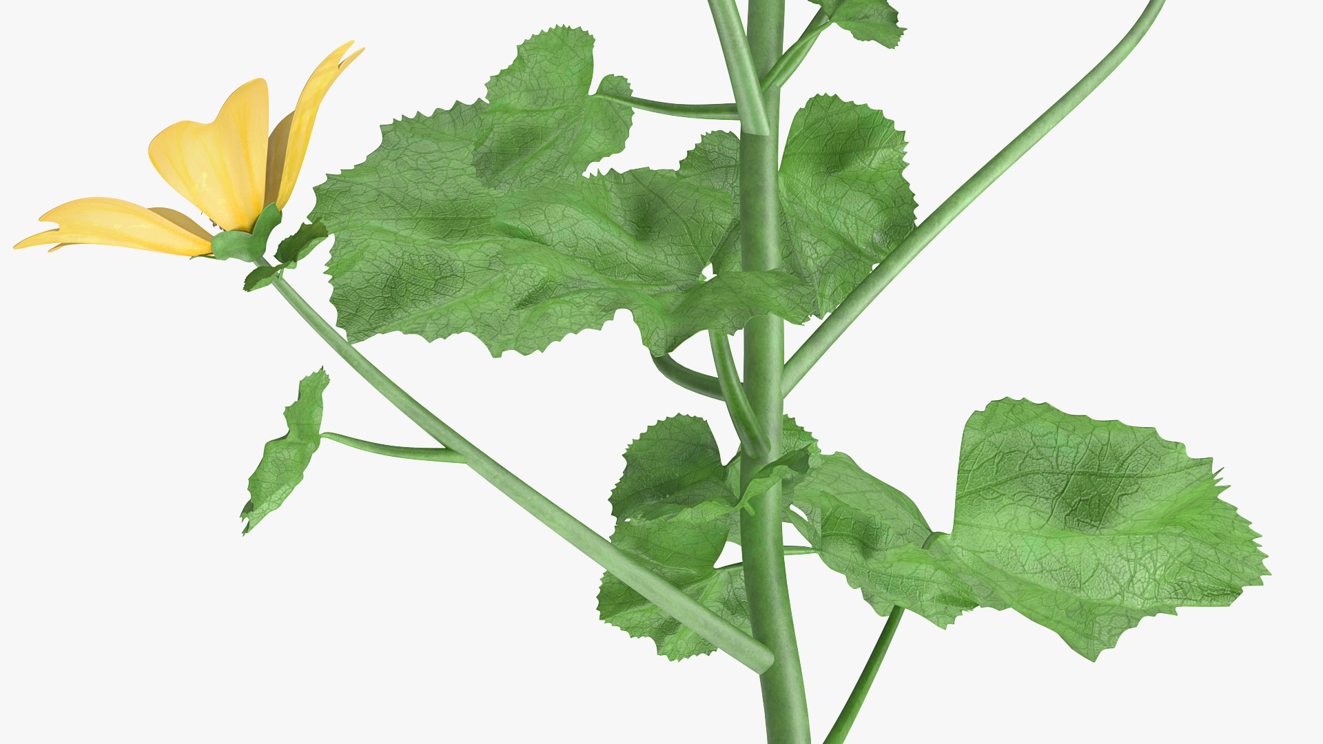 3D Country Mallow Flower