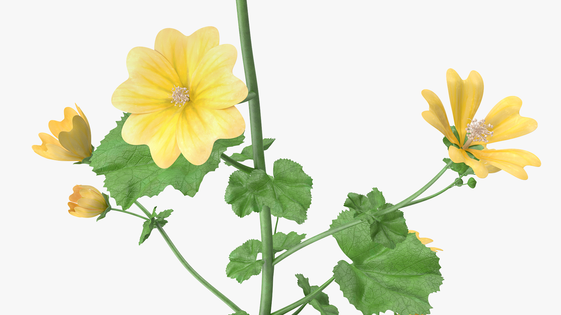 3D Country Mallow Flower