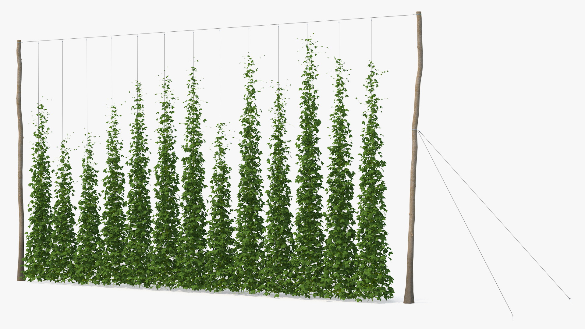 3D Growing Green Hops on the Plantation