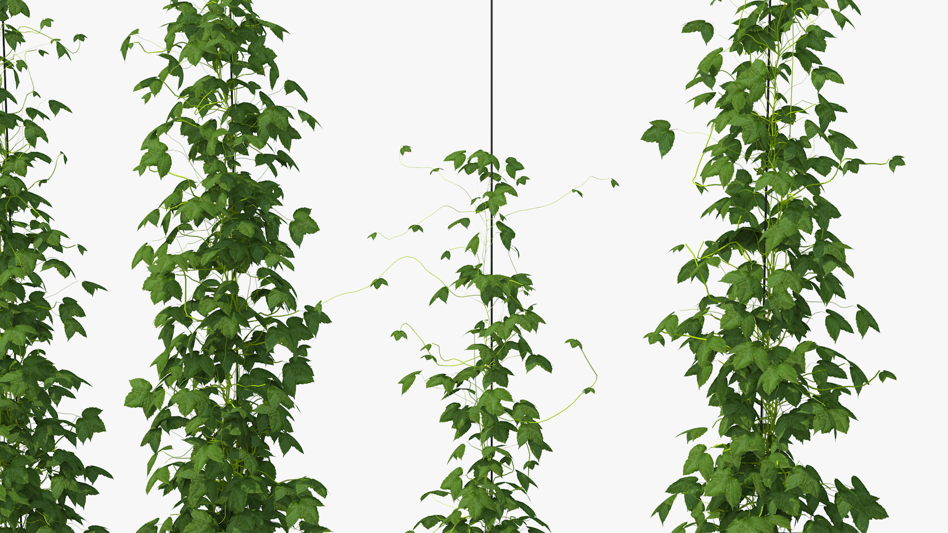 3D Growing Green Hops on the Plantation