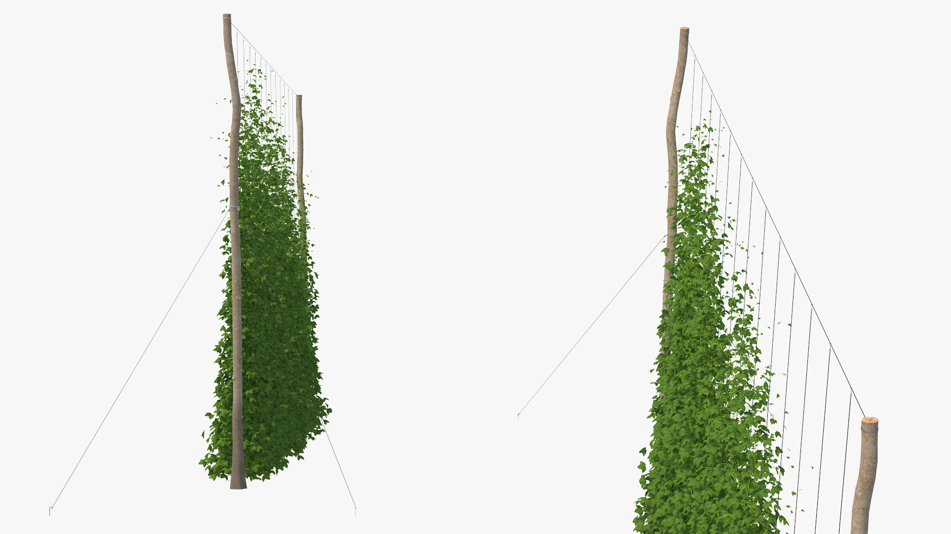 3D Growing Green Hops on the Plantation