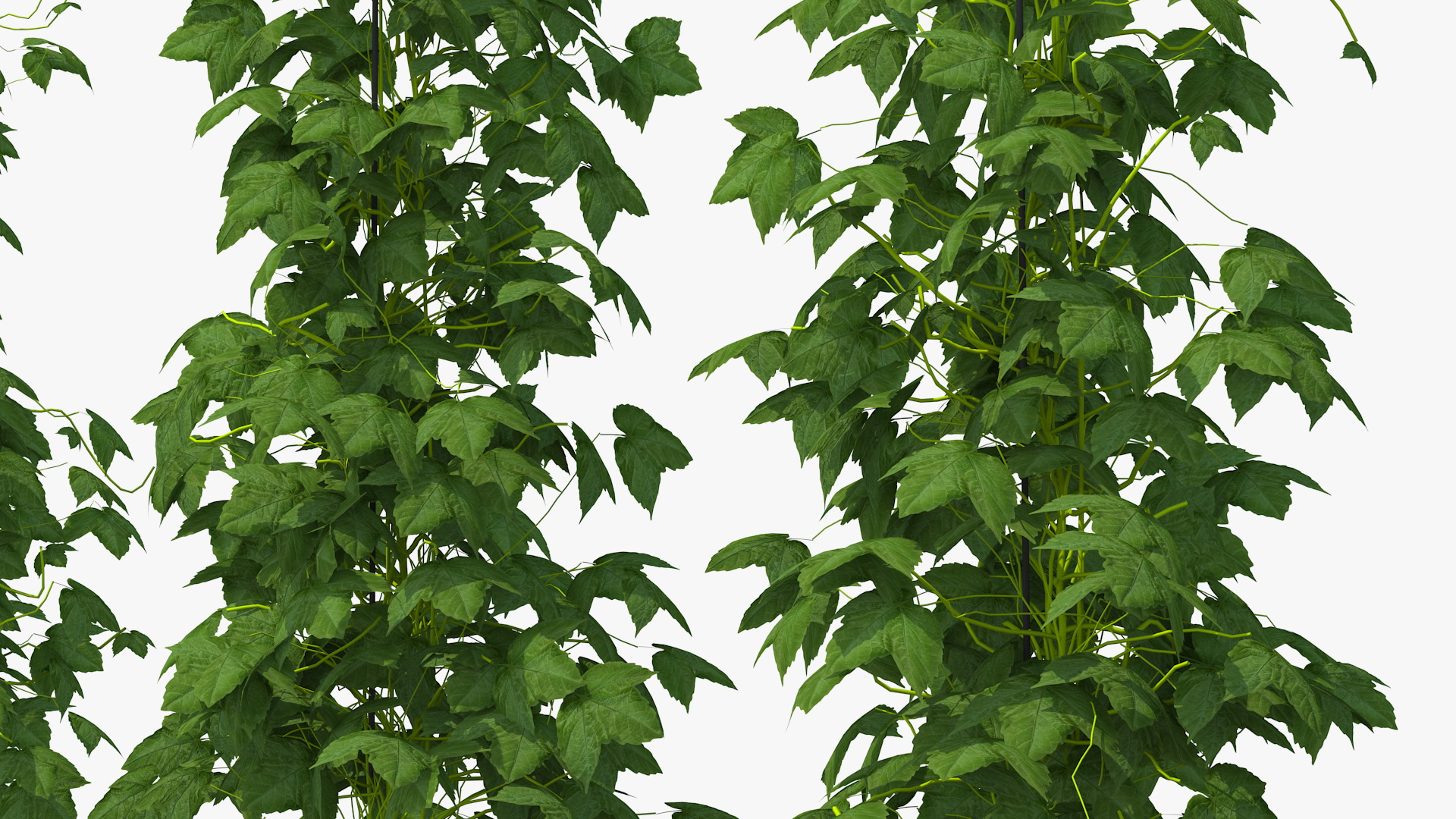3D Growing Green Hops on the Plantation