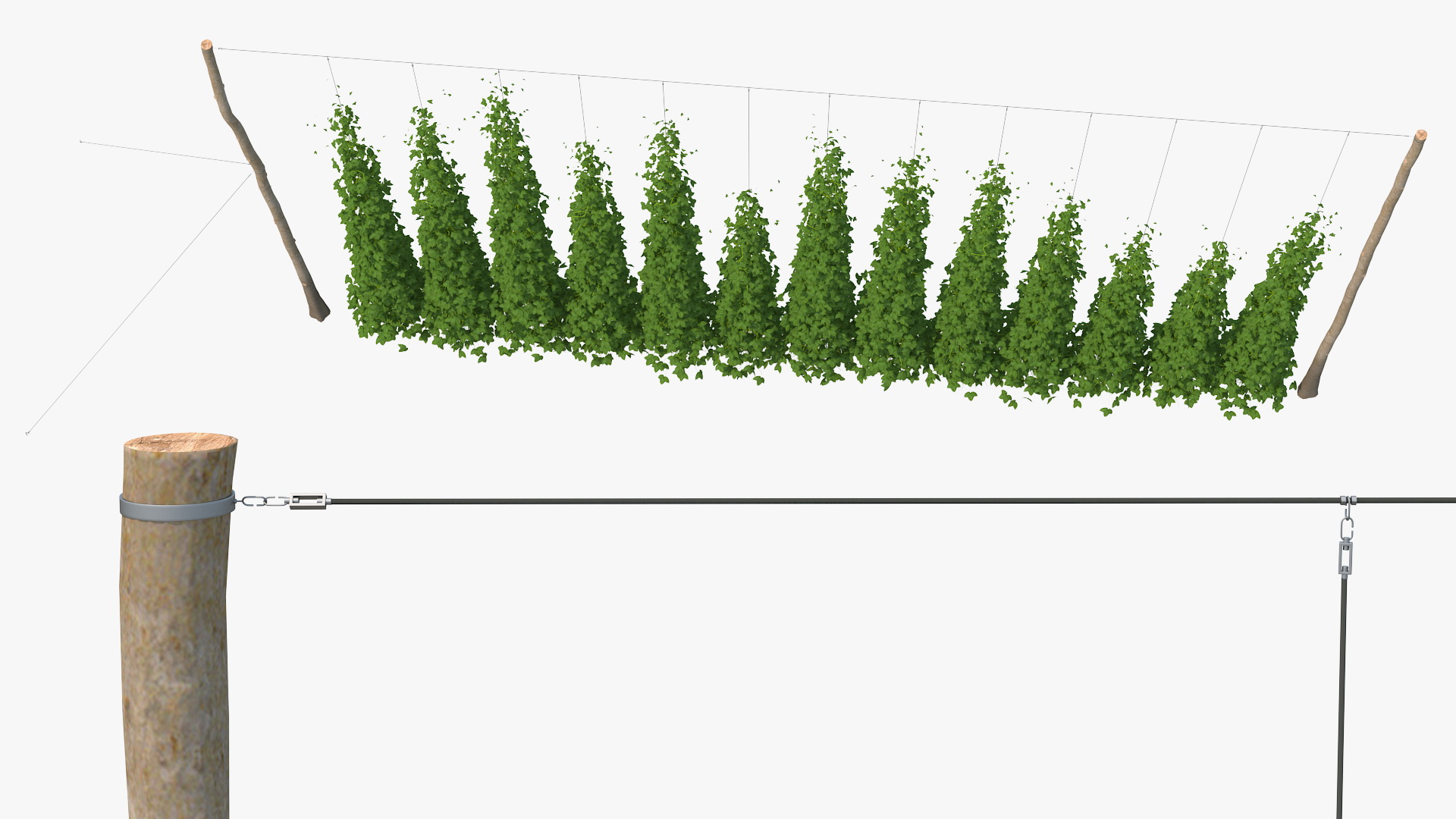 3D Growing Green Hops on the Plantation