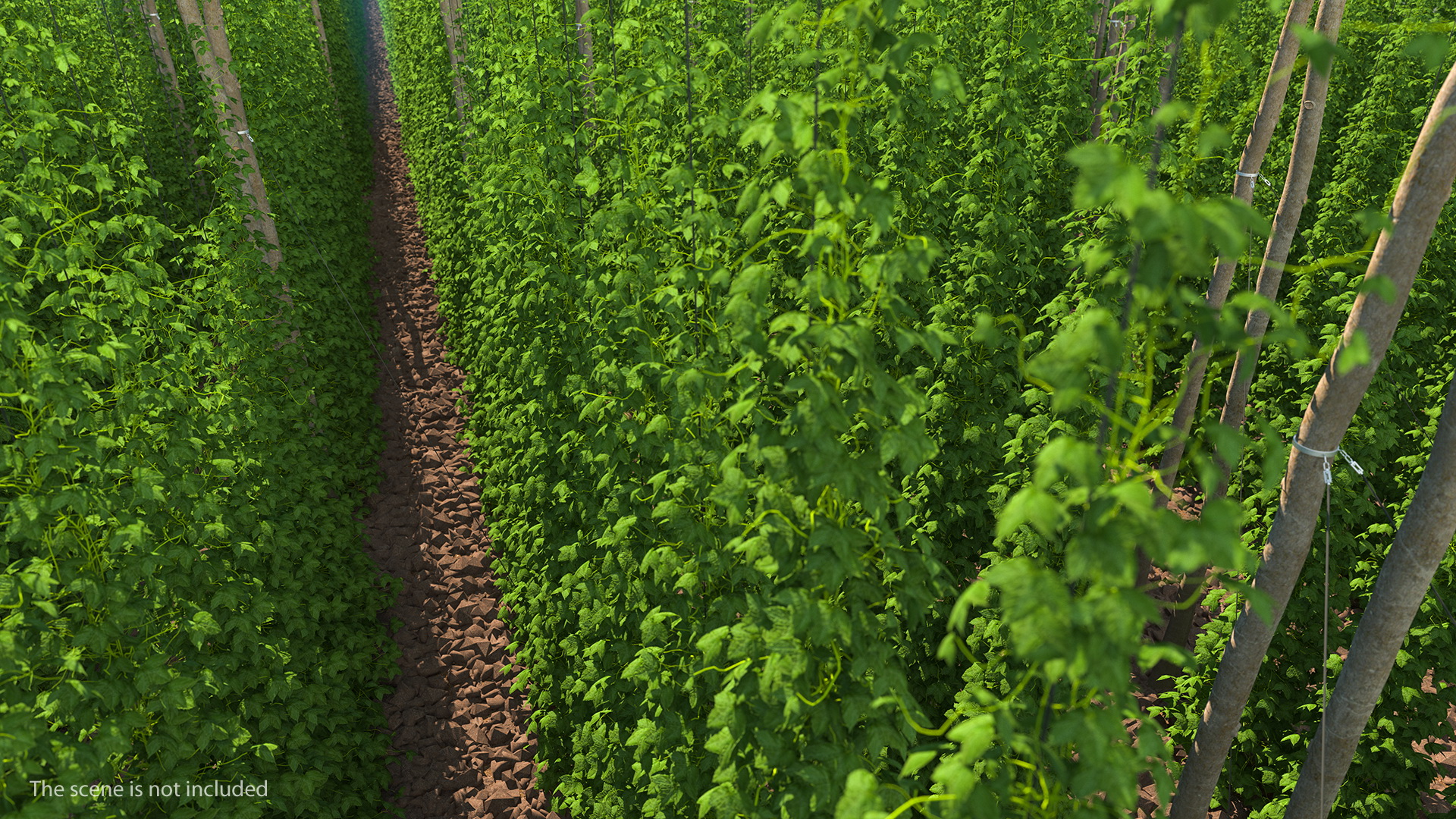 3D Growing Green Hops on the Plantation