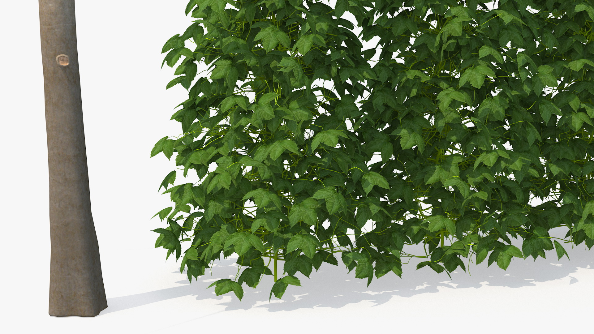 3D Growing Green Hops on the Plantation