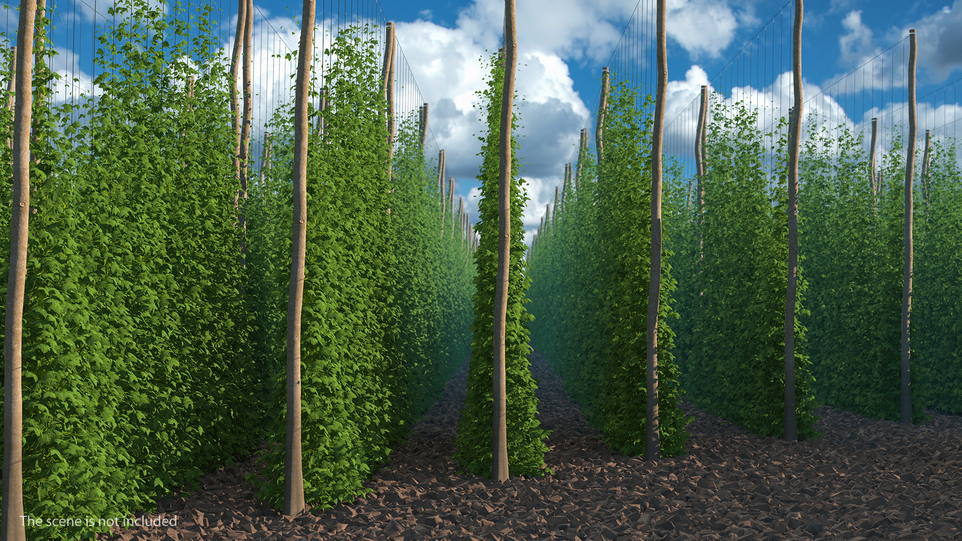 3D Growing Green Hops on the Plantation