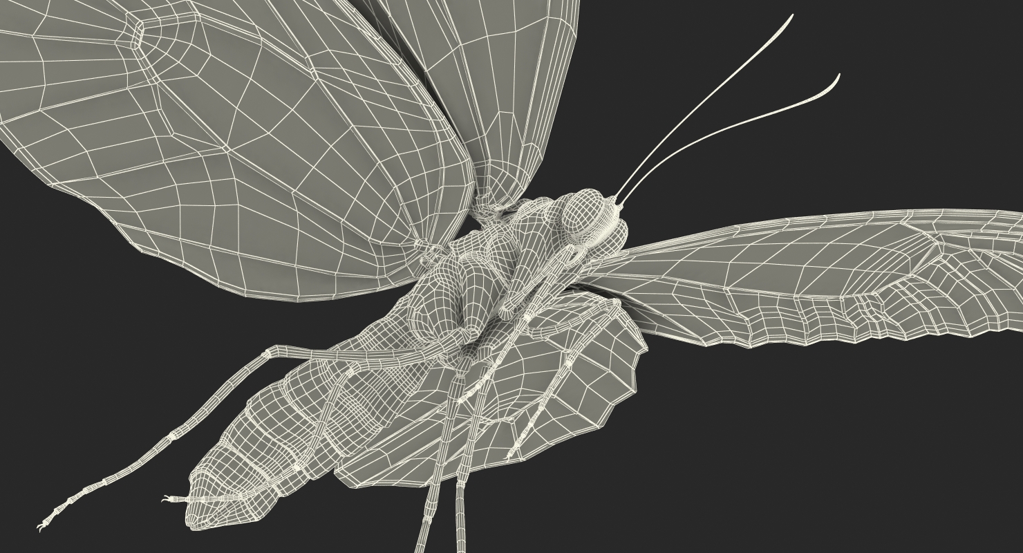 Queen Alexandras Birdwing Flying Pose 3D