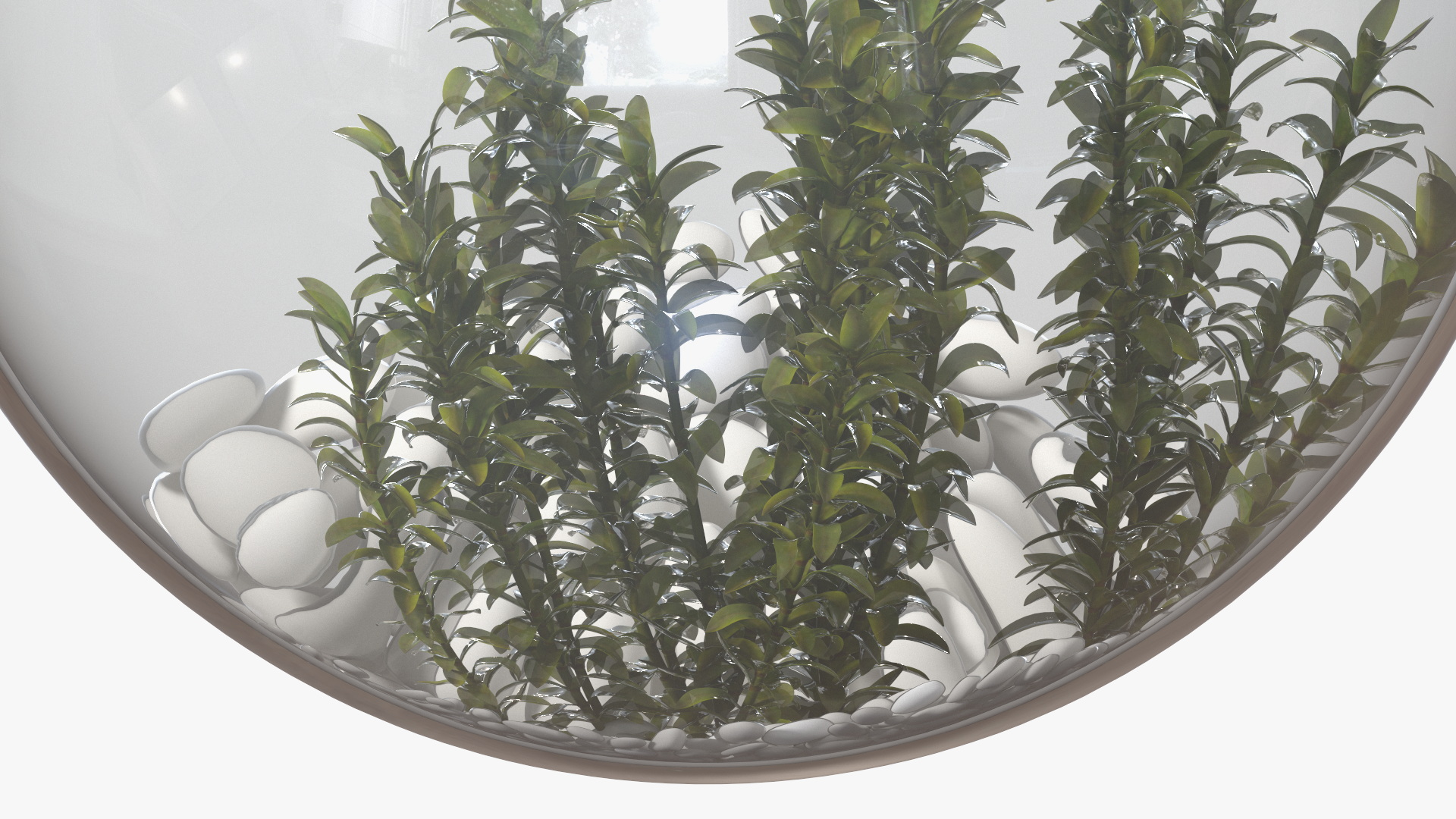 Round Aquarium with Mandarinfish 3D
