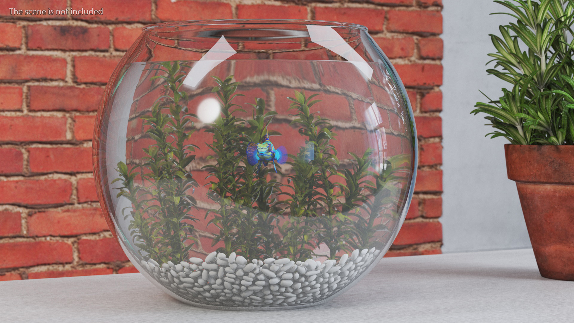 Round Aquarium with Mandarinfish 3D