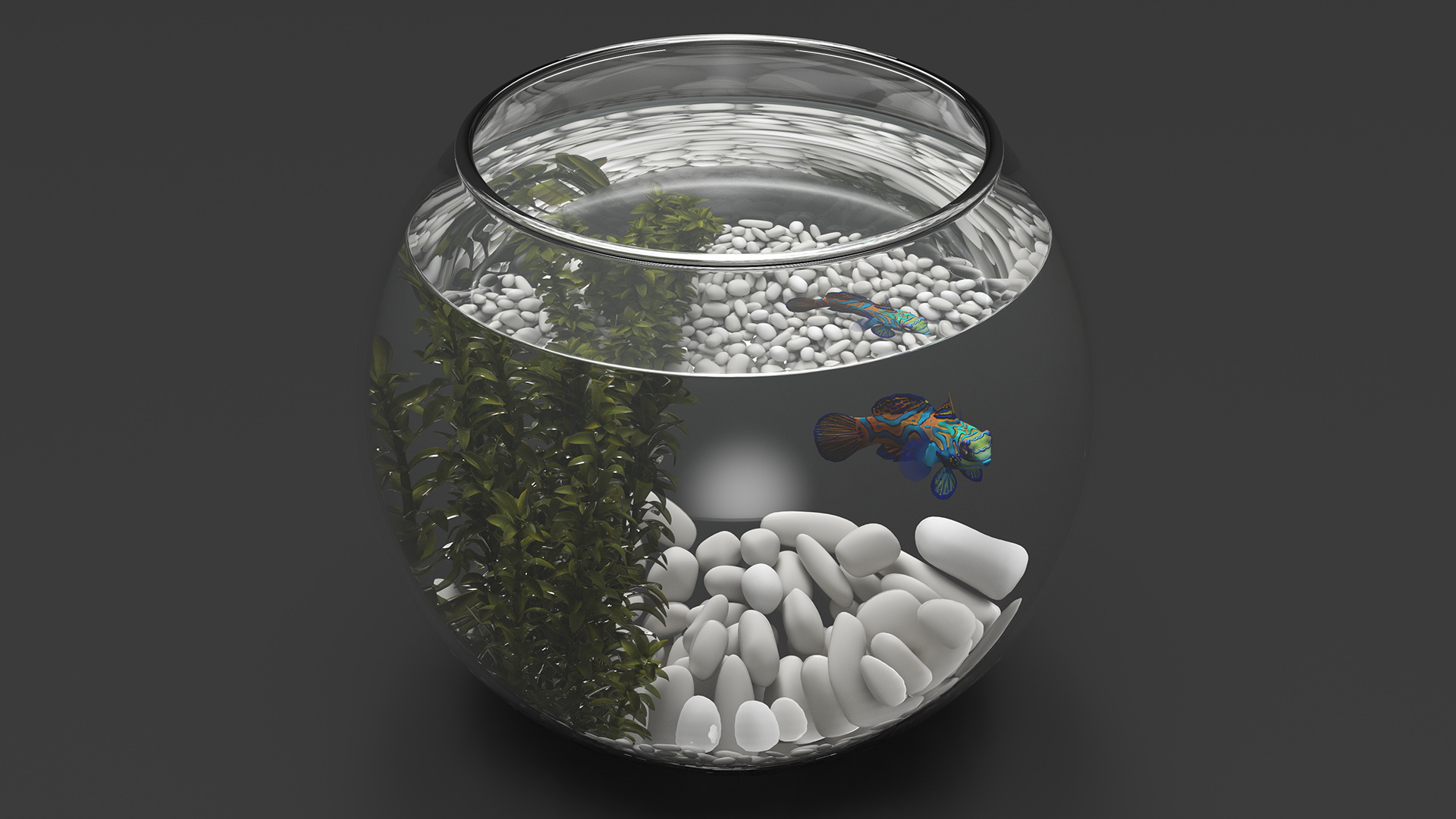 Round Aquarium with Mandarinfish 3D