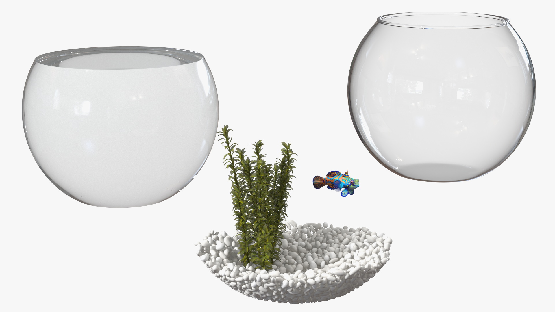 Round Aquarium with Mandarinfish 3D