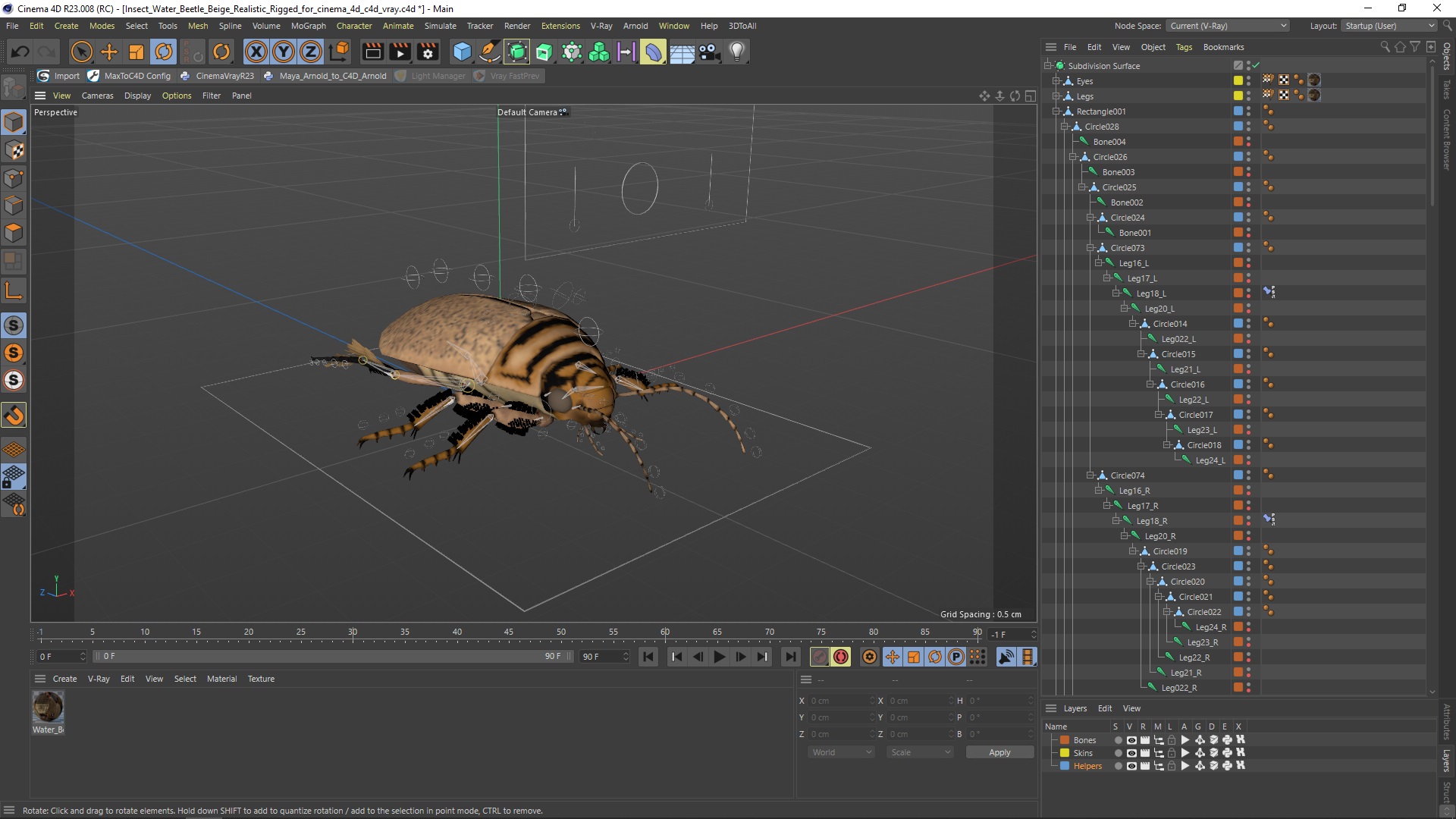 3D Insect Water Beetle Beige Realistic Rigged for Cinema 4D