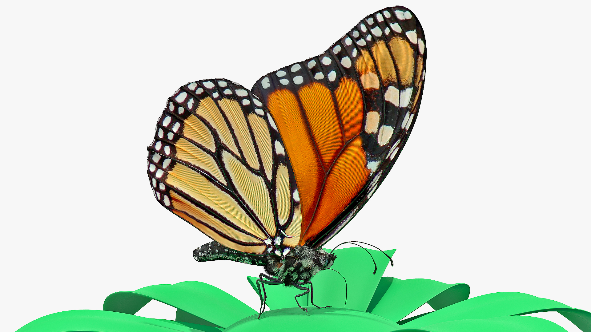 3D Animated Monarch Butterfly Sits on Swinging Flower with Fur Rigged