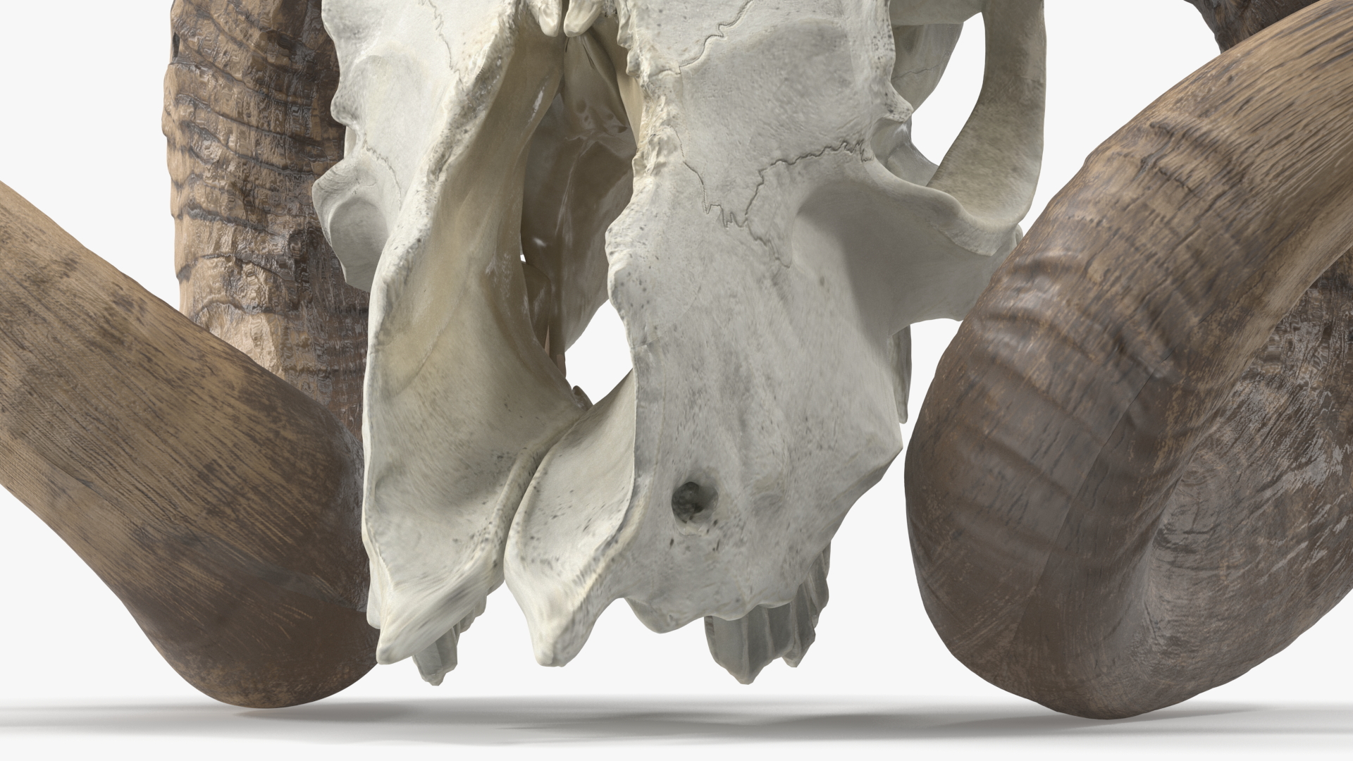 3D model Ram Skull with Dark Horns
