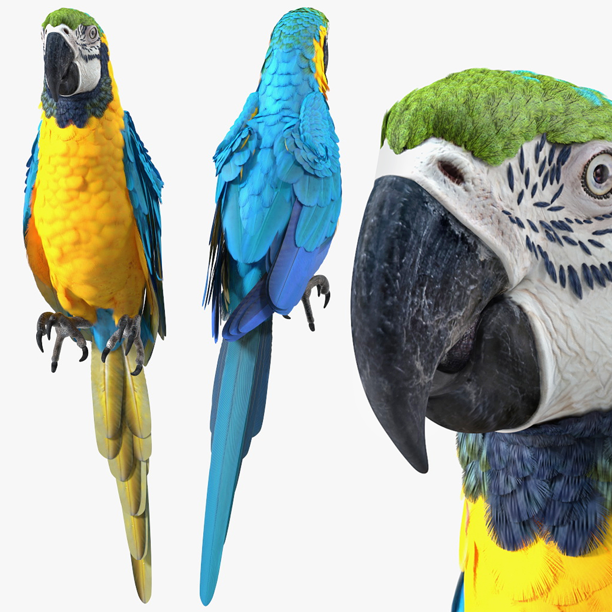 Blue and Yellow Macaw Parrot Perched Pose 3D model preview
