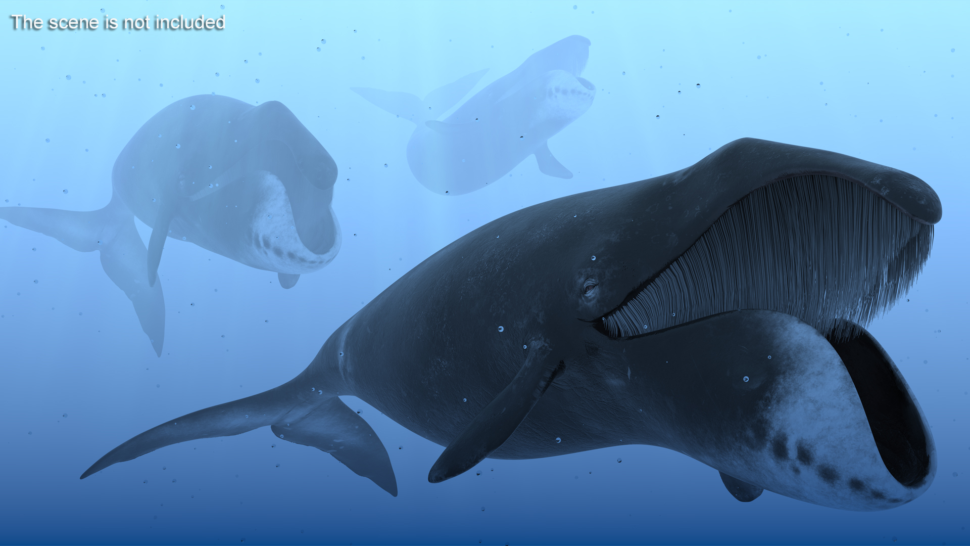 3D model Sea Animal Bowhead Whale Rigged for Maya