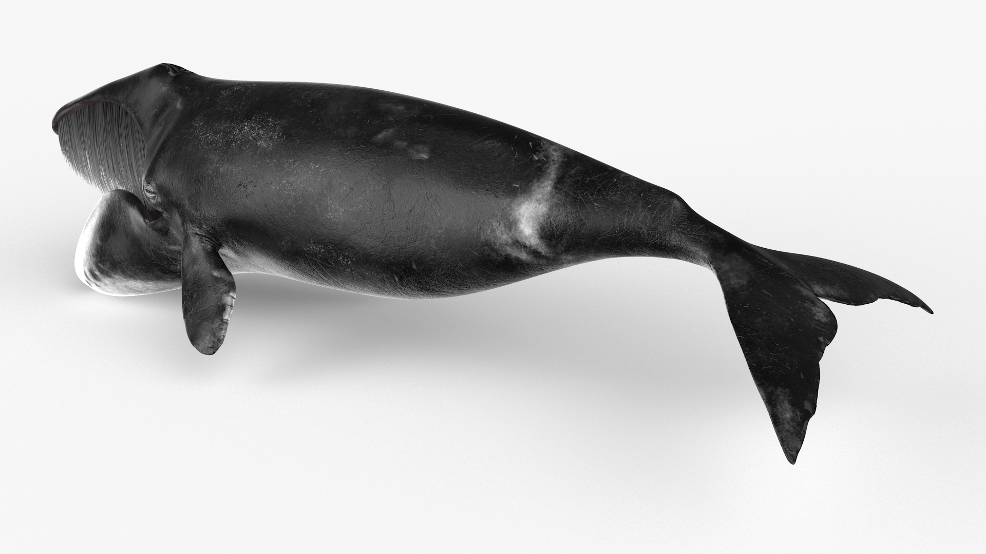 3D model Sea Animal Bowhead Whale Rigged for Maya
