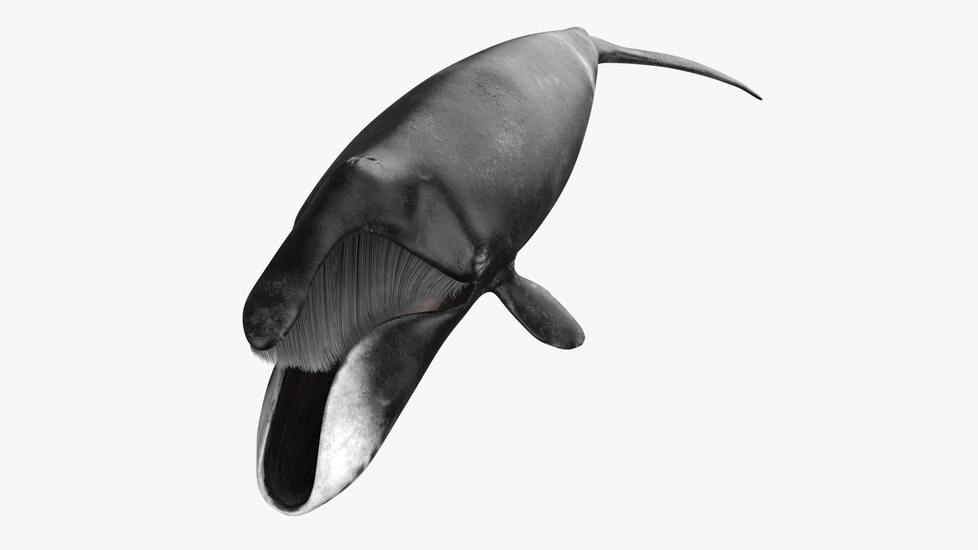 3D model Sea Animal Bowhead Whale Rigged for Maya