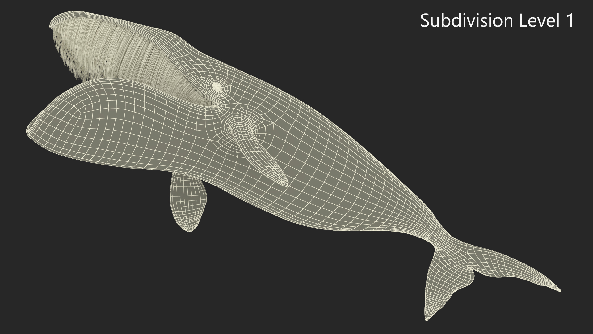 3D model Sea Animal Bowhead Whale Rigged for Maya