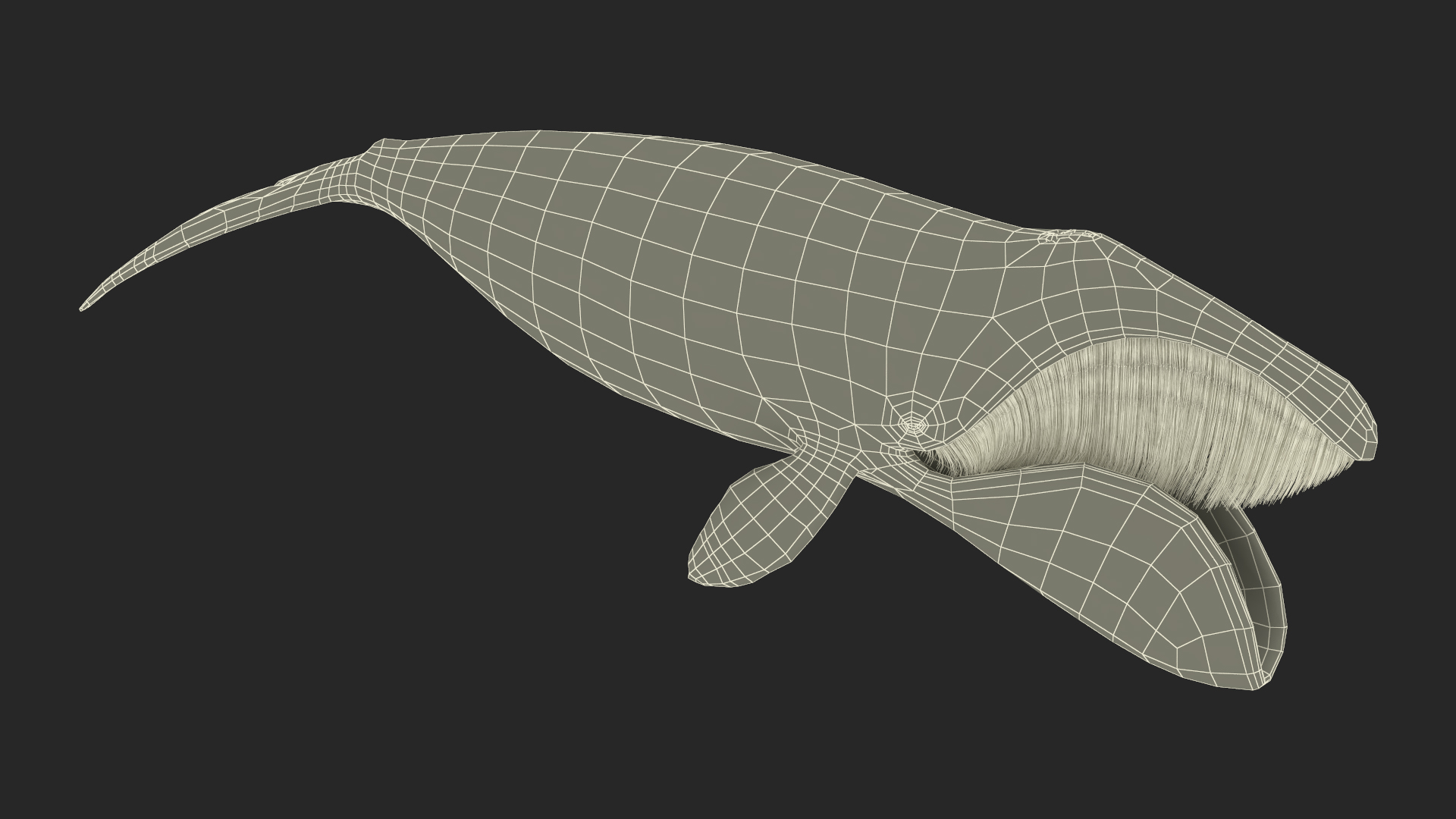 3D model Sea Animal Bowhead Whale Rigged for Maya
