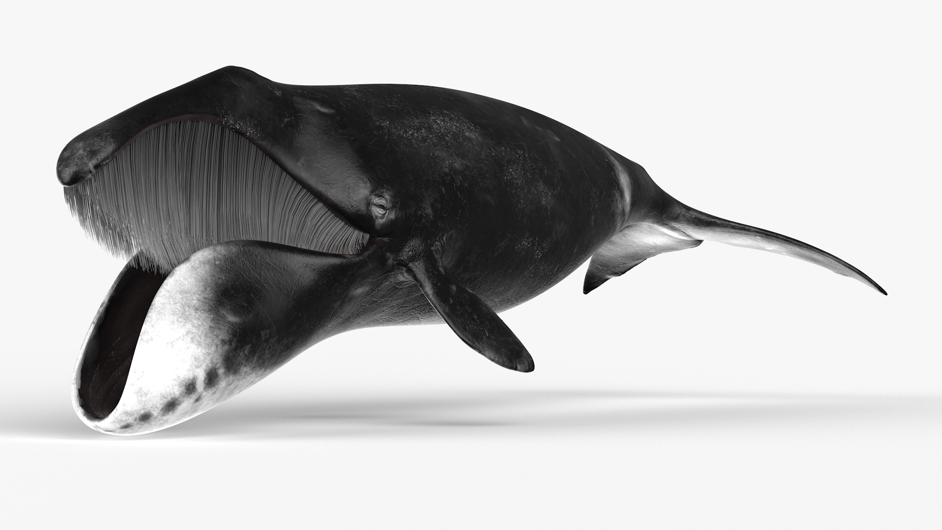 3D model Sea Animal Bowhead Whale Rigged for Maya