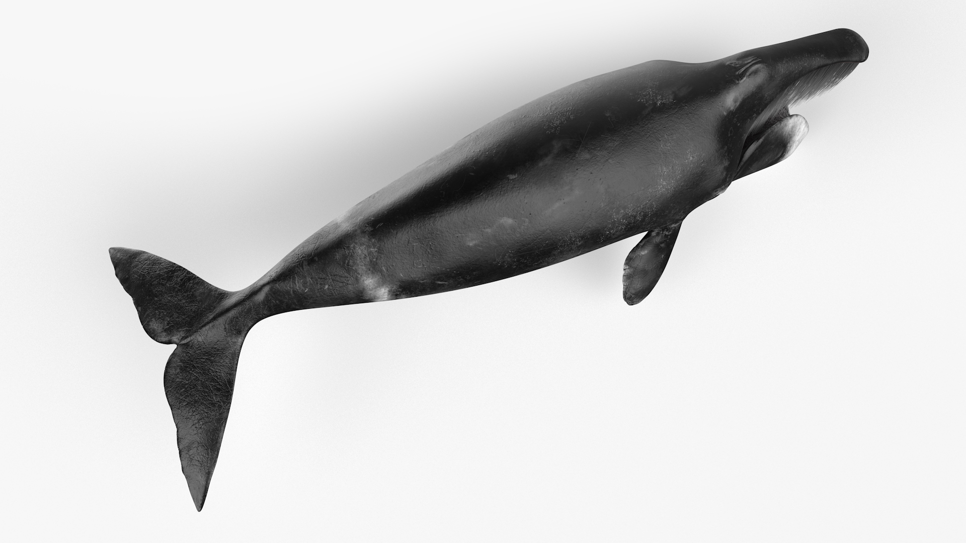 3D model Sea Animal Bowhead Whale Rigged for Maya